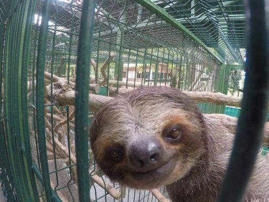 In Costa Rica there is a sanctuary that cares for baby sloths