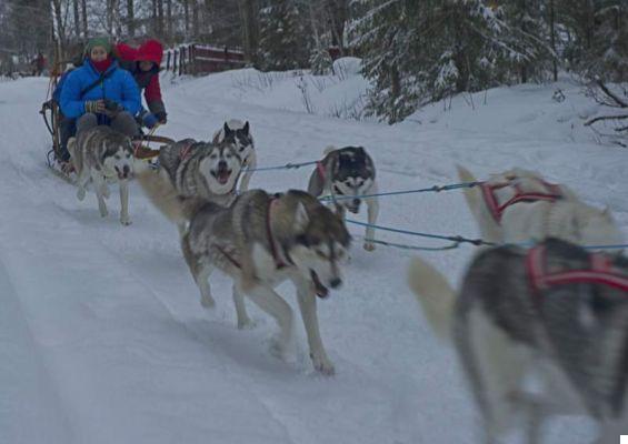 Experimente uma grande aventura com cães de trenó na Lapônia