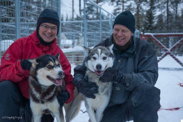 Experience a great adventure with sled dogs in Lapland