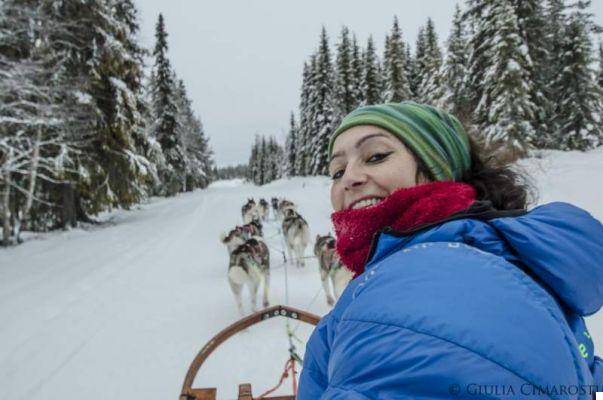 Experience a great adventure with sled dogs in Lapland