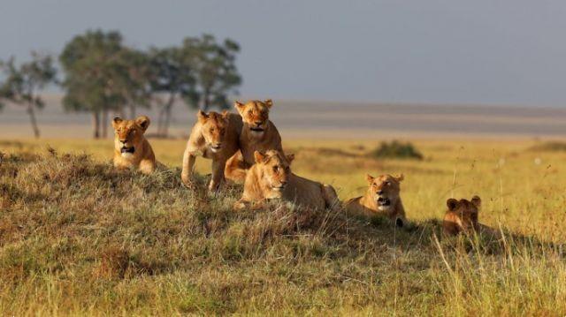 En Kenia, el safari inspirado en la película “El Rey León”