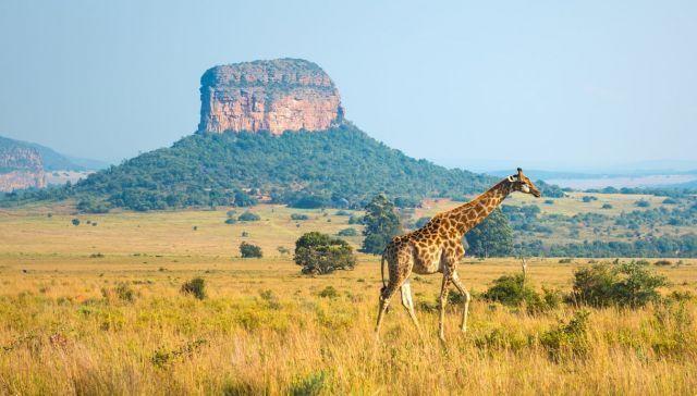 No Quénia, o safari inspirado no filme “O Rei Leão”
