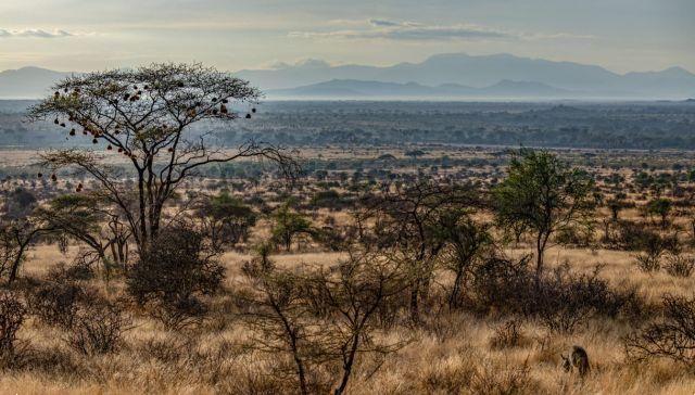 In Kenya, the safari inspired by the film “The Lion King”