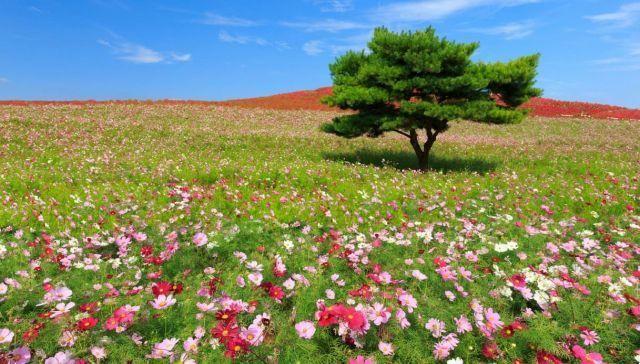 Hitachi Seaside Park, el parque japonés que florece todo el año
