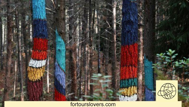 The forest of Spain that has been transformed into a work of art