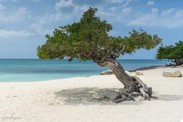 Practical Guide to Aruba's Most Beautiful Beaches