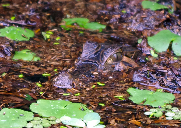 Parc national de Tortuguero : Costa Rica