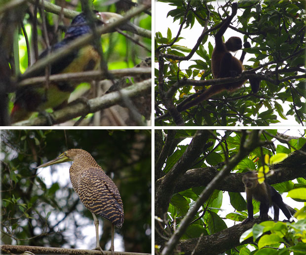 Parc national de Tortuguero : Costa Rica