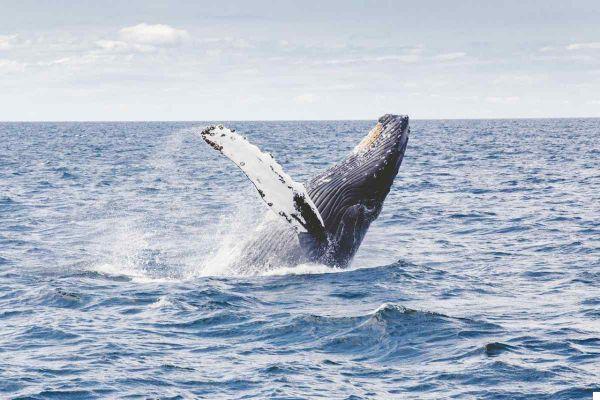 Avistamiento de ballenas en Tenerife: dónde, cuándo y los mejores tours