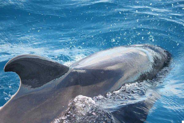 Avistamiento de ballenas en Tenerife: dónde, cuándo y los mejores tours