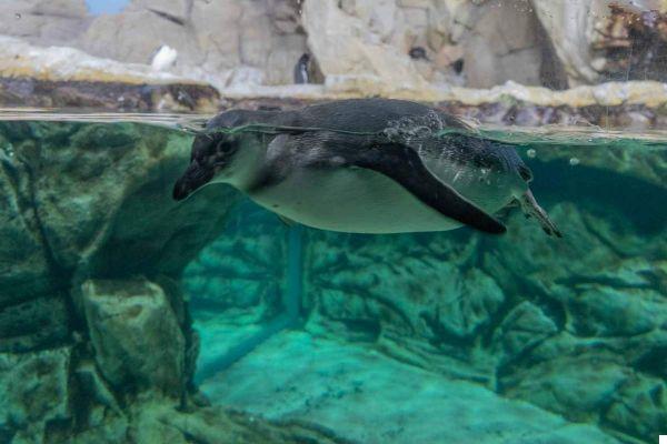 Aquarium of Genoa, What to See and What to Know