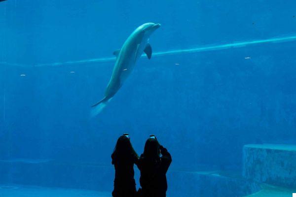 Aquarium de Gênes, que voir et que savoir