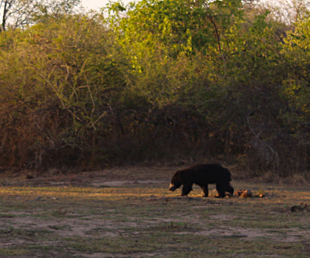 Safari in Sri Lanka: Yala National Park