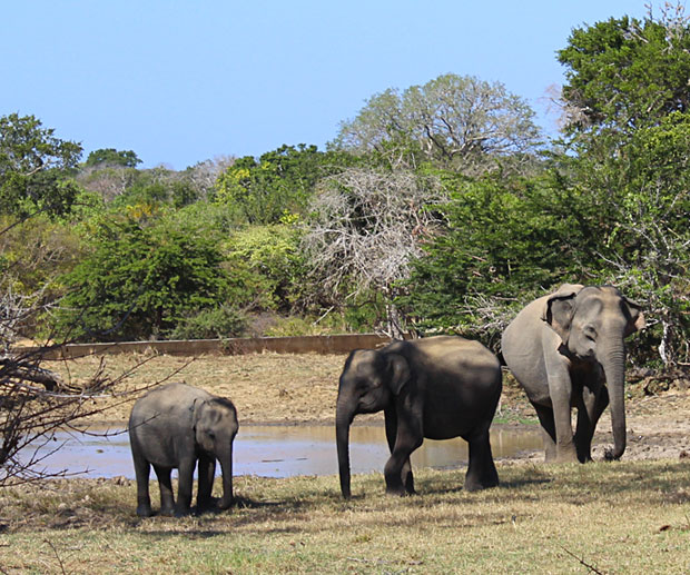 Safari au Sri Lanka : Parc National de Yala