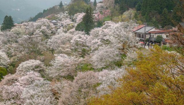 Jardines de Sakura: dónde ver los cerezos en flor en Japón