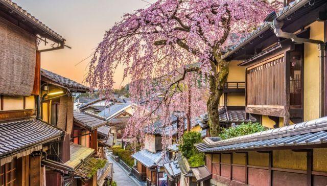 Jardins de Sakura : où voir les cerisiers en fleurs au Japon