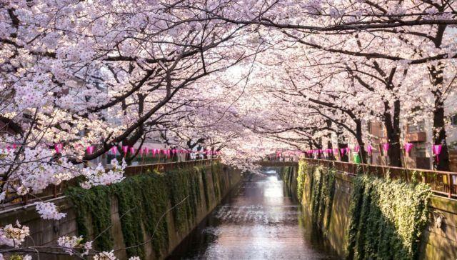 Jardins de Sakura : où voir les cerisiers en fleurs au Japon