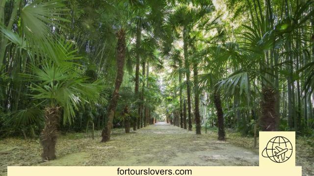 Bambouseraie de Prafrance, el bosque de bambú en el corazón de Francia