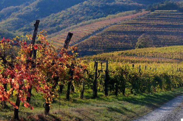 Vipava Valley, The 10 Best Things to Do and See