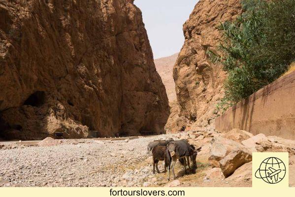 Gargantas del Dades y Todra en Marruecos: entre las paredes rocosas del Atlas