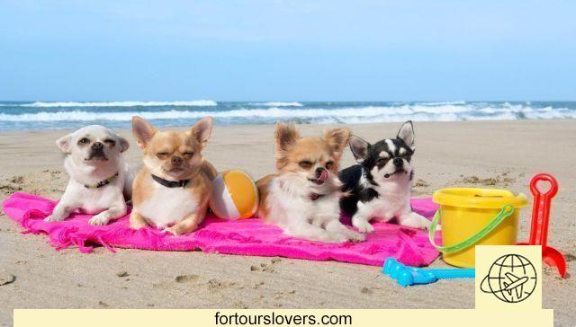En Barcelona la playa para perros con duchas, juegos y aseos