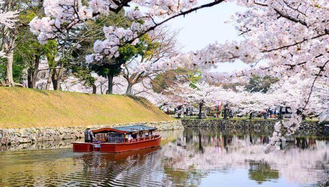 As cerejeiras florescem no Japão: a maravilha do hanami que dá esperança