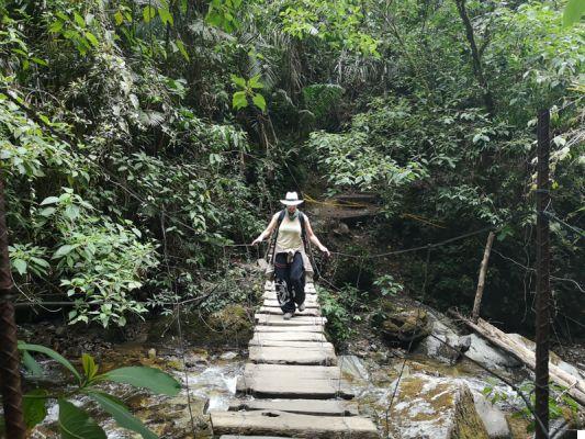 Trekking al Valle de Cocora: todo lo que necesita saber