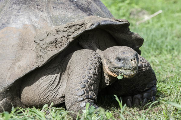 Discovering the giant tortoises of the Galapagos on the island of Santa Cruz