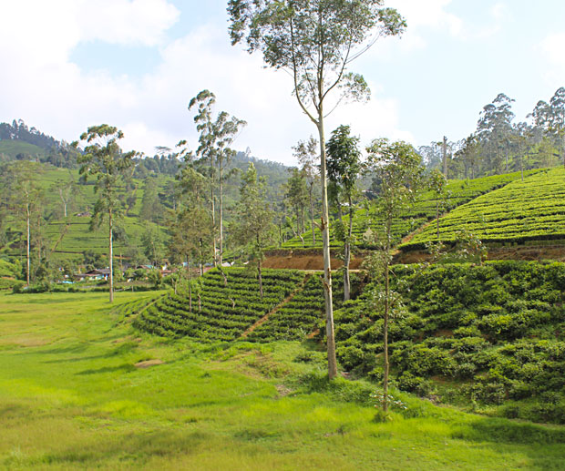 Sri Lanka : visitez le Hill Country, Ella et le train panoramique