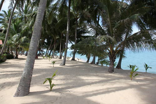 ¿Volarás a Koh Samui? Aquí están las 5 playas que no debes perderte