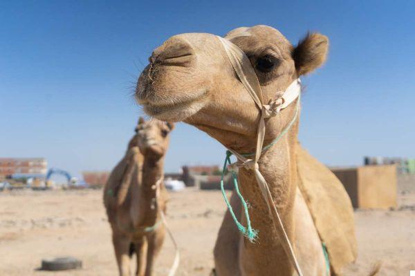 10 consejos para viajar a Egipto de forma segura