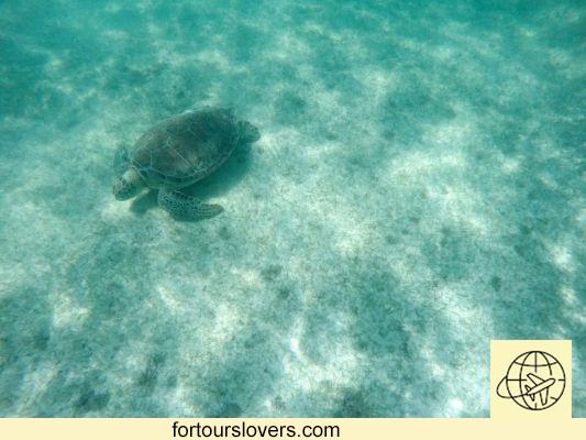 Akumal: mergulho com snorkel entre as tartarugas no México