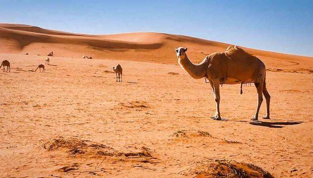 Empty Quarter: the magic of the largest and most unexplored desert in the world