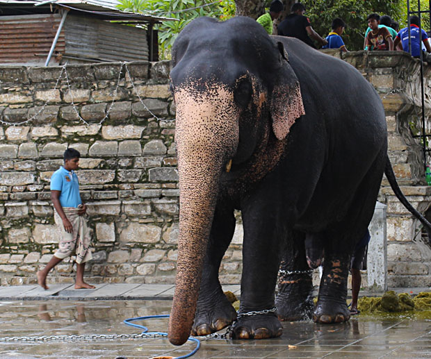 Sri Lanka: Visit Kandy and the Temple of the Sacred Tooth