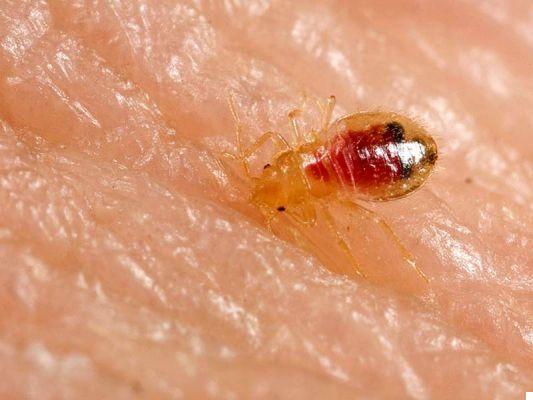 Bed Bugs: What To Do If You Find Bed Bugs In The Hotel