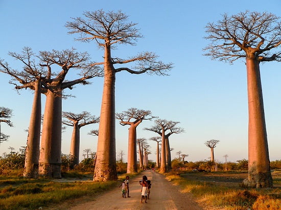 Madagascar: que ver, cuando ir y como organizar un viaje