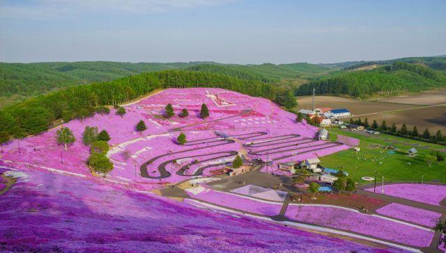 In Japan there is a hill that turns pink every year