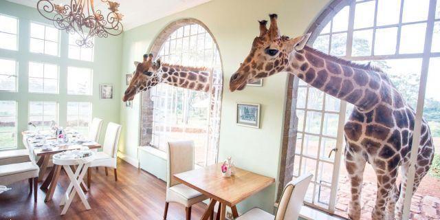 En Kenia, el hotel regentado por jirafas