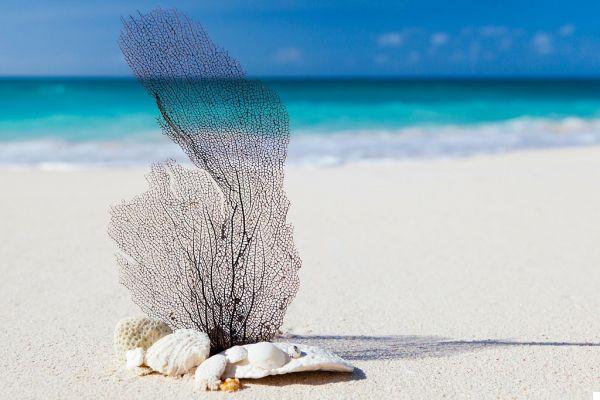 Você sonha com praias de areia branca, palmeiras e mar azul?