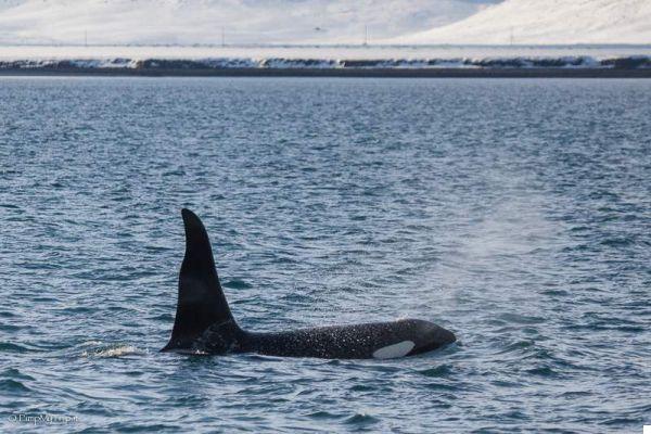 Guía completa de avistamiento de ballenas en Islandia
