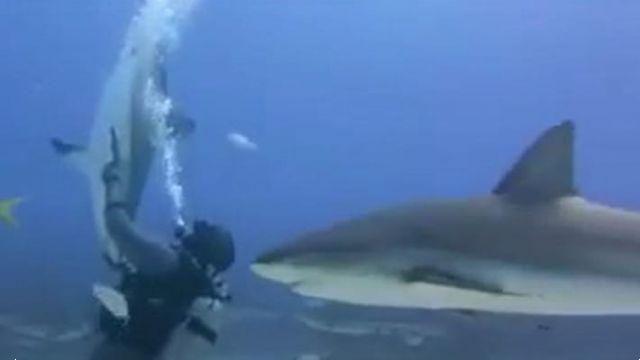 Bahamas : à l'extérieur de la maison il y a un banc de requins qui nage