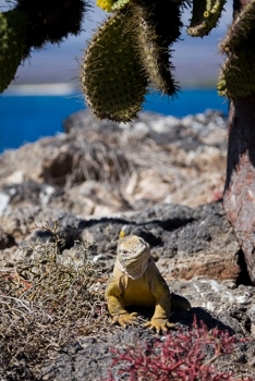 Planifique un viaje a Galápagos Low Cost