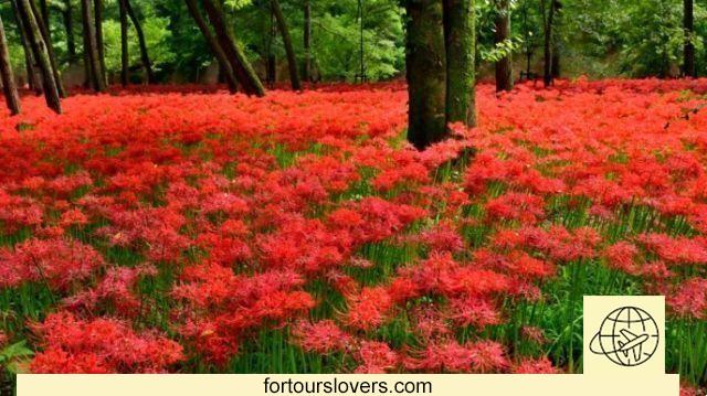 The country turns red: autumn flowers bloom