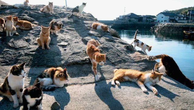 En Japón hay una isla habitada (casi) exclusivamente por gatos