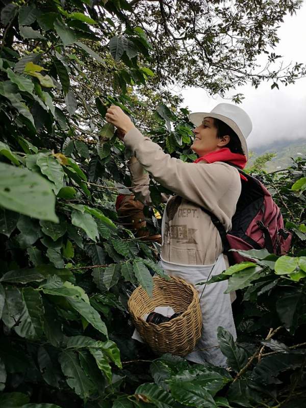 Tour de café en Colombia: cómo funciona y cuál elegir