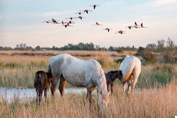 The 10 Best Things to See in Camargue