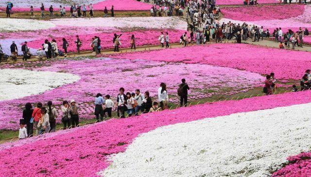 Japão, um tapete de 800 mil flores rosa à sombra do Monte Fuji