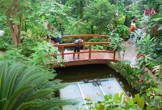 Where to be and what to see in Mariposario del Drago - Tenerife