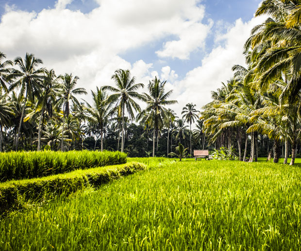 What to do in Bali: The Ultimate Guide