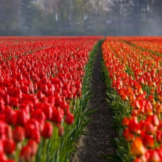When to go to Holland, Best Month, Weather, Climate, Time
